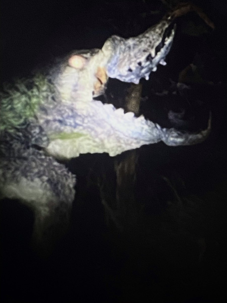 🍉Archesuchus🪶 tweet media