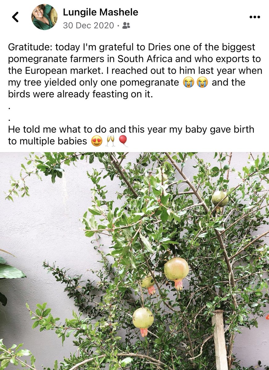 That one time I reached out to one of the largest pomegranate exporters in the country because my one tree was not fruiting...

Always have audacity because what's the worst that can happen...?!?