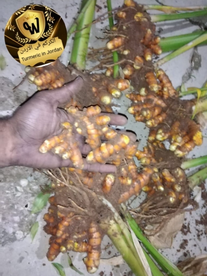Turmeric_jo's tweet photo. السلام عليكم ورحمه الله وبركاته
اهلا وسهلا بكم للتواصل معنا
لدعم المنتج المحلي من #مزارعنا
       ،#كركم #عضوي #طازج 100%
سعر الكيلو للطعام 12 دينار 
سعر الكيلو للزراعة 10 دينار
متوفر اوزان 250 غ و 500 غ 
متوفرة خدمة توصيل لجميع المحافضات 

لطلب او الاستفسار عن الزراعة تواصل معنا https://t.co/QAlB48uit7
