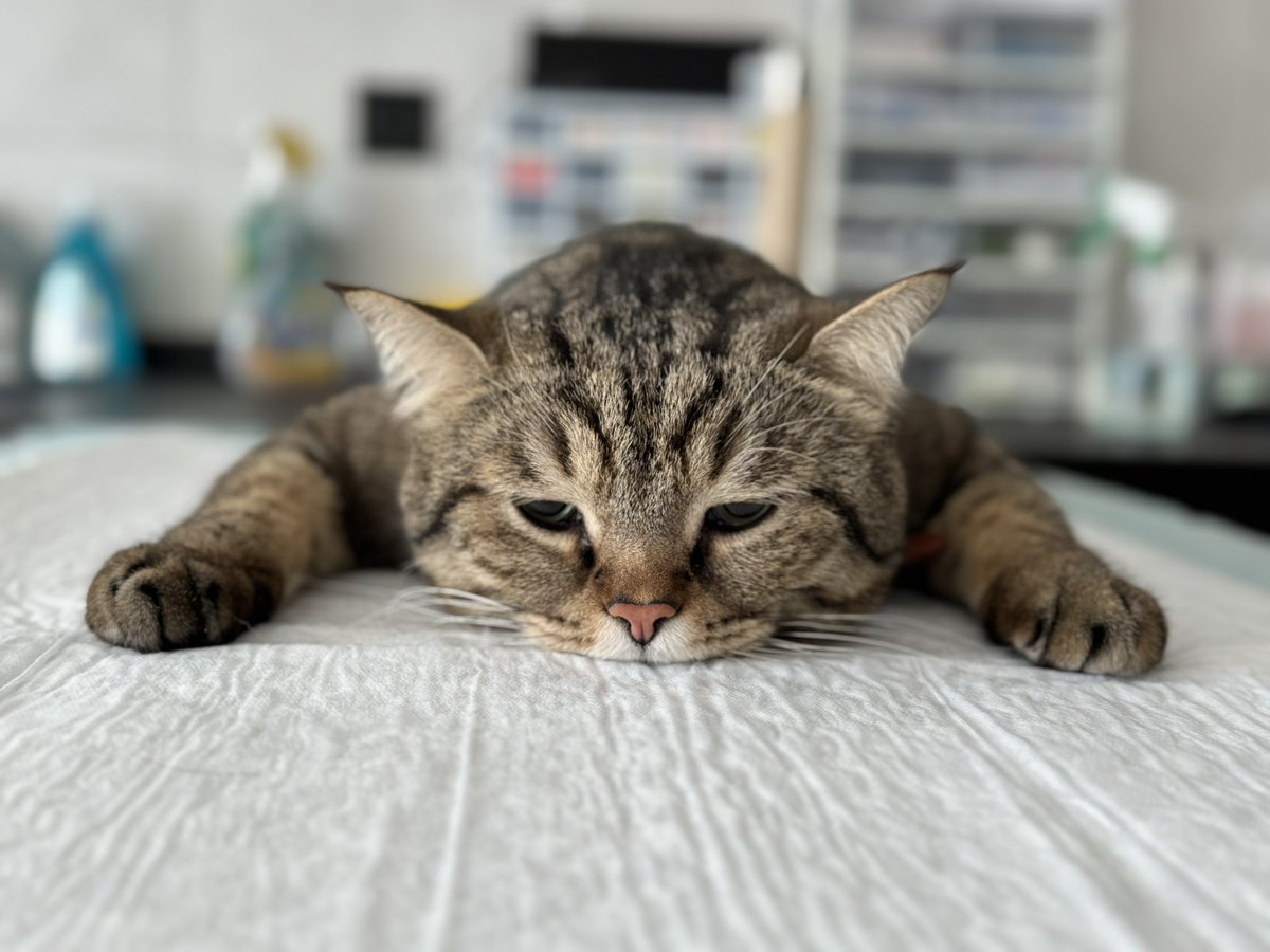 قربون شکل ماهت برم مادر که وقتی بیهوشت میکنن اینطور مظلوم میشی 
اشکم در میاد این مظلومیتش رو میبینم