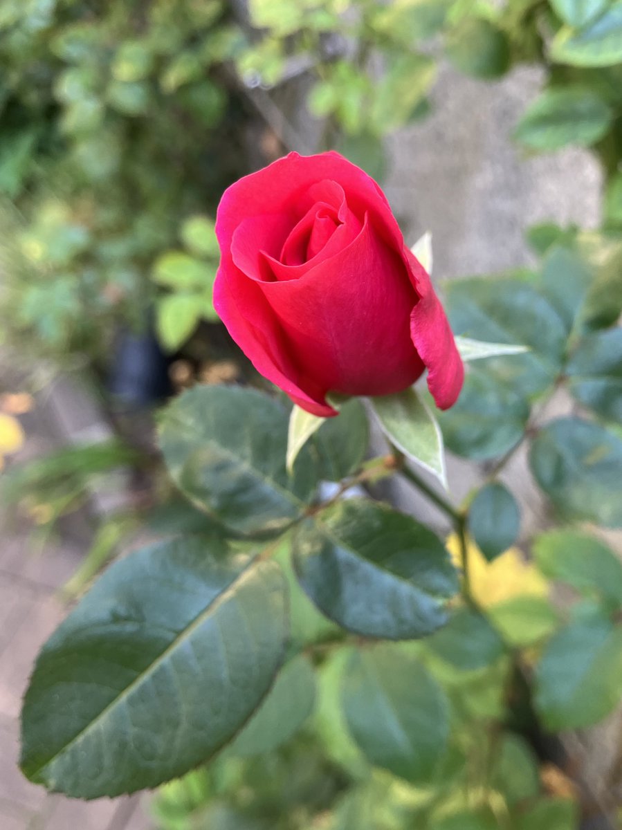 Beyond time
I feel
your presence

The engraved love
I’m helpless
Nothing can be done to it

Bring love together
And hold each other
In naked

I’m a desert rose
I rescue you
You already know

This is the song for you

I sing forever
Sleep tight here
In the moonless night

#poem