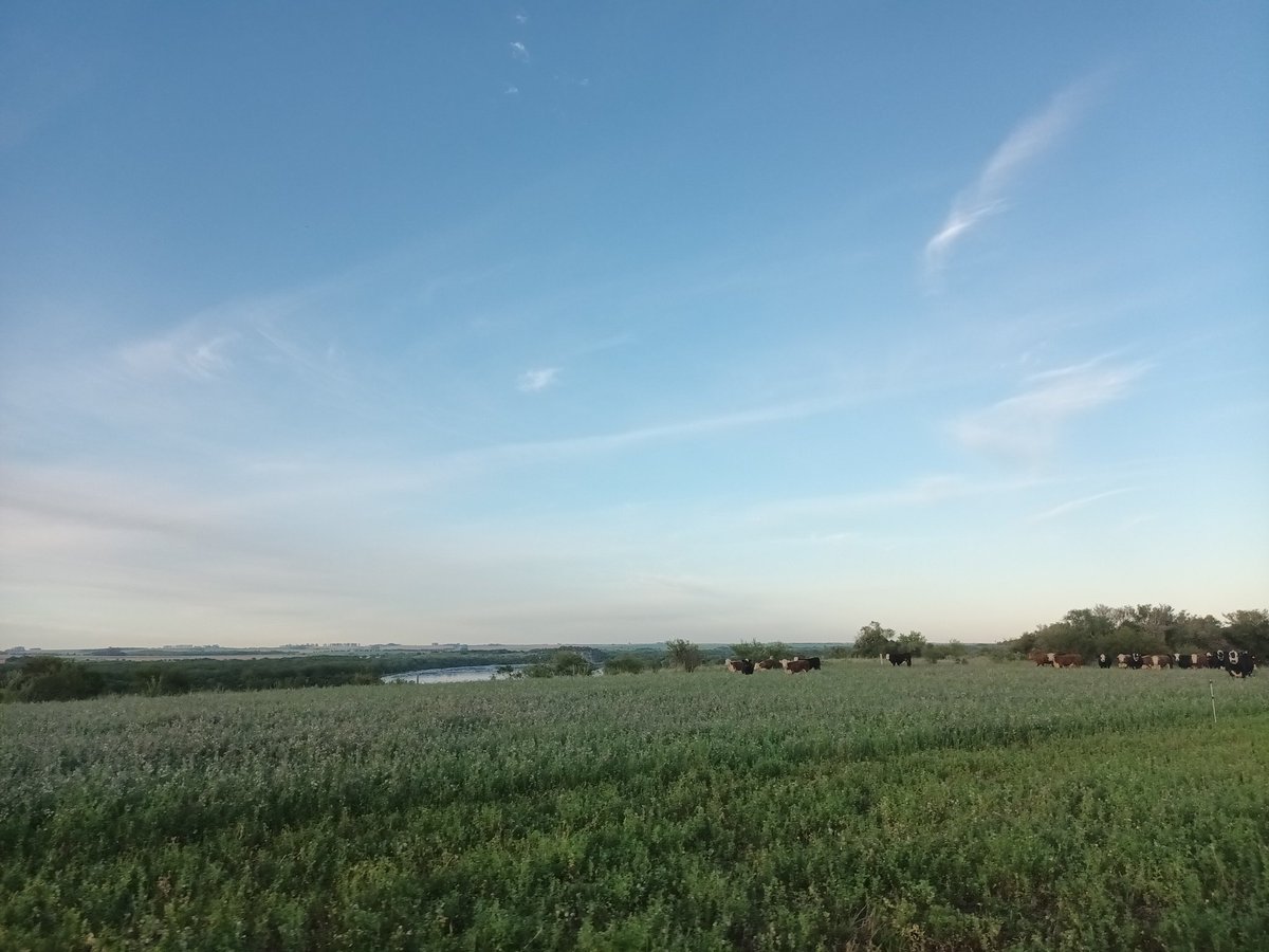 Se nos va un año que empezó durísimo, con una de las secas más grandes de la historia de Uruguay pero que termina con una primavera espectacular! Vamos a empezar el 2024 con mucho pasto y ojalá sea un gran año el que está por venir!!!!