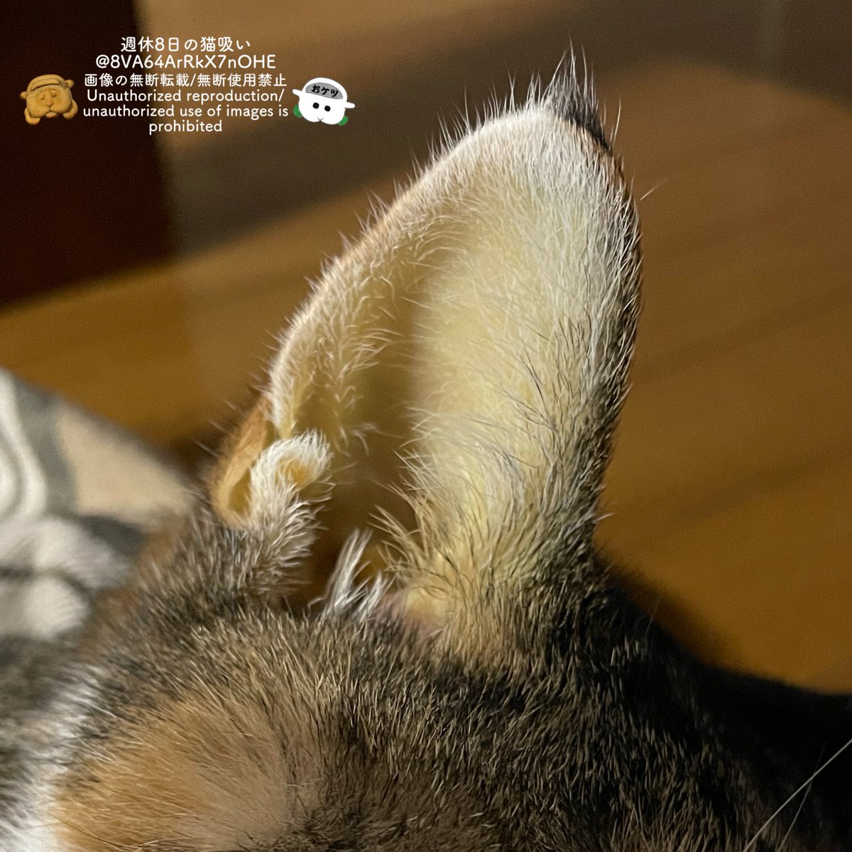 ねこすいページ 週休8日の猫吸い on X