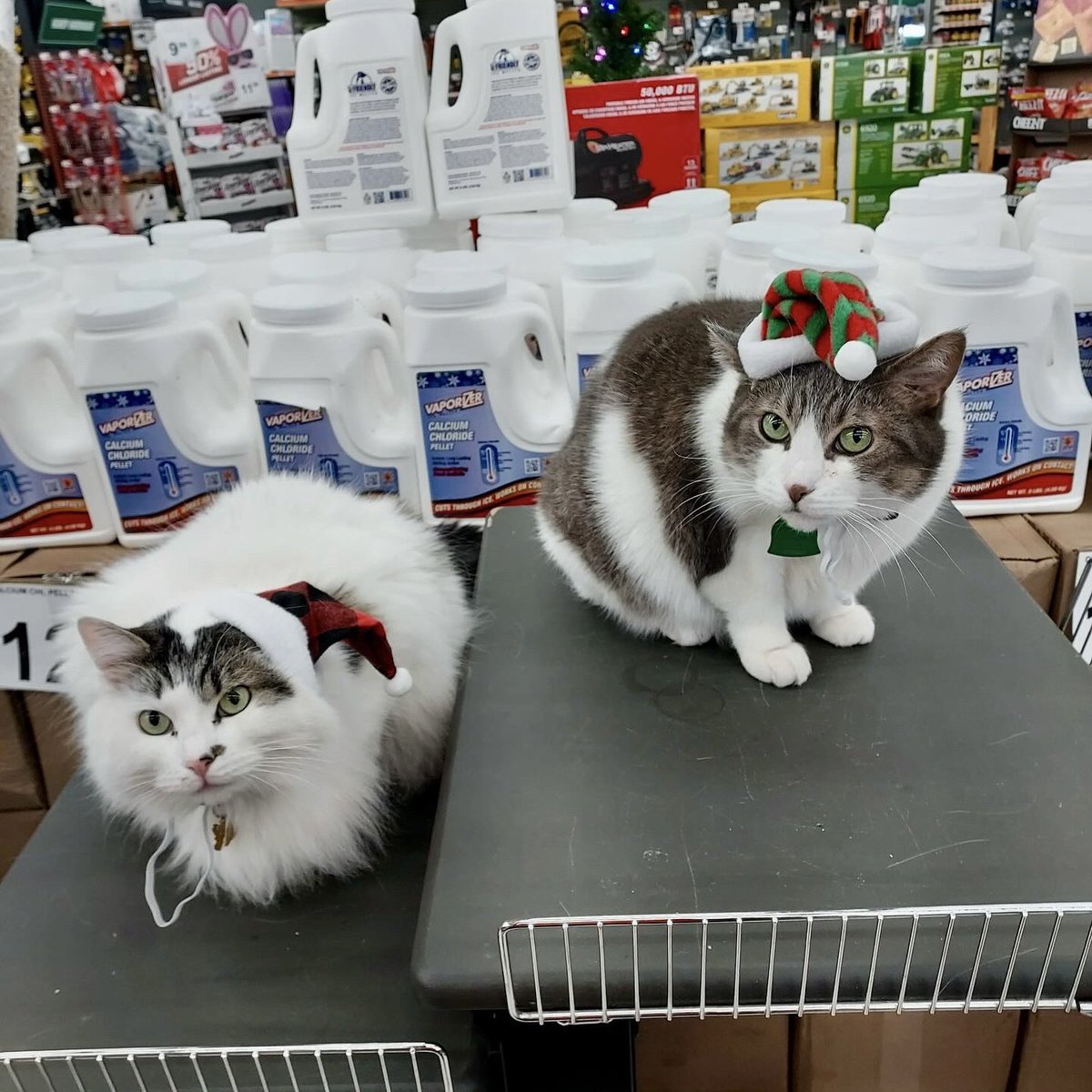 felixlevi46's tweet photo. 🎄😺 https://t.co/ucDejdPvpp