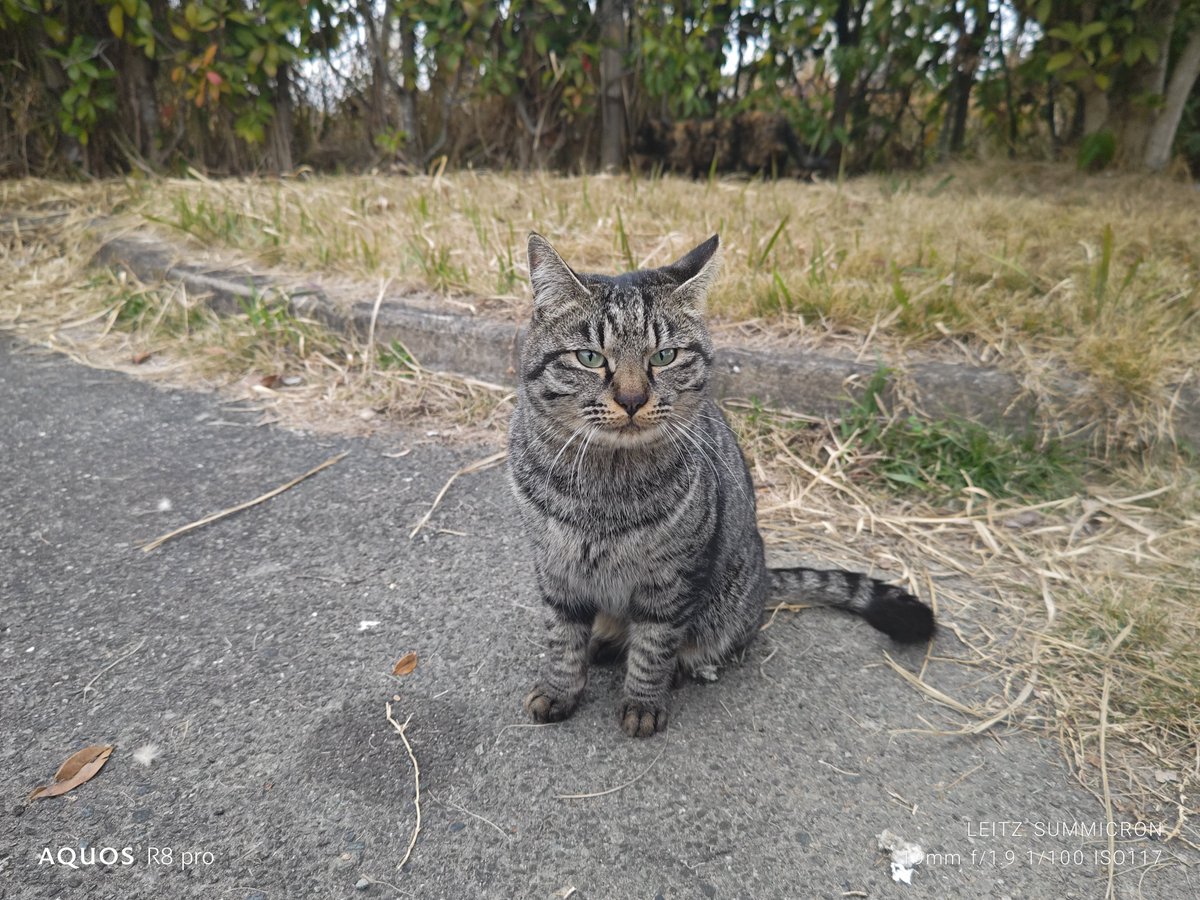 HShin615's tweet image. ちょっとお手伝いしてきました

千栗土居公園と656広場のリリィちゃん担当千栗土居公園の方は新しいし、人通りも少ない場所だから傷は全然ないね
錆びや水拭き程度じゃとれない汚れはちょっとだけありましたが

#年末ゾンサガマンホールお掃除ラリー
#CleanFace