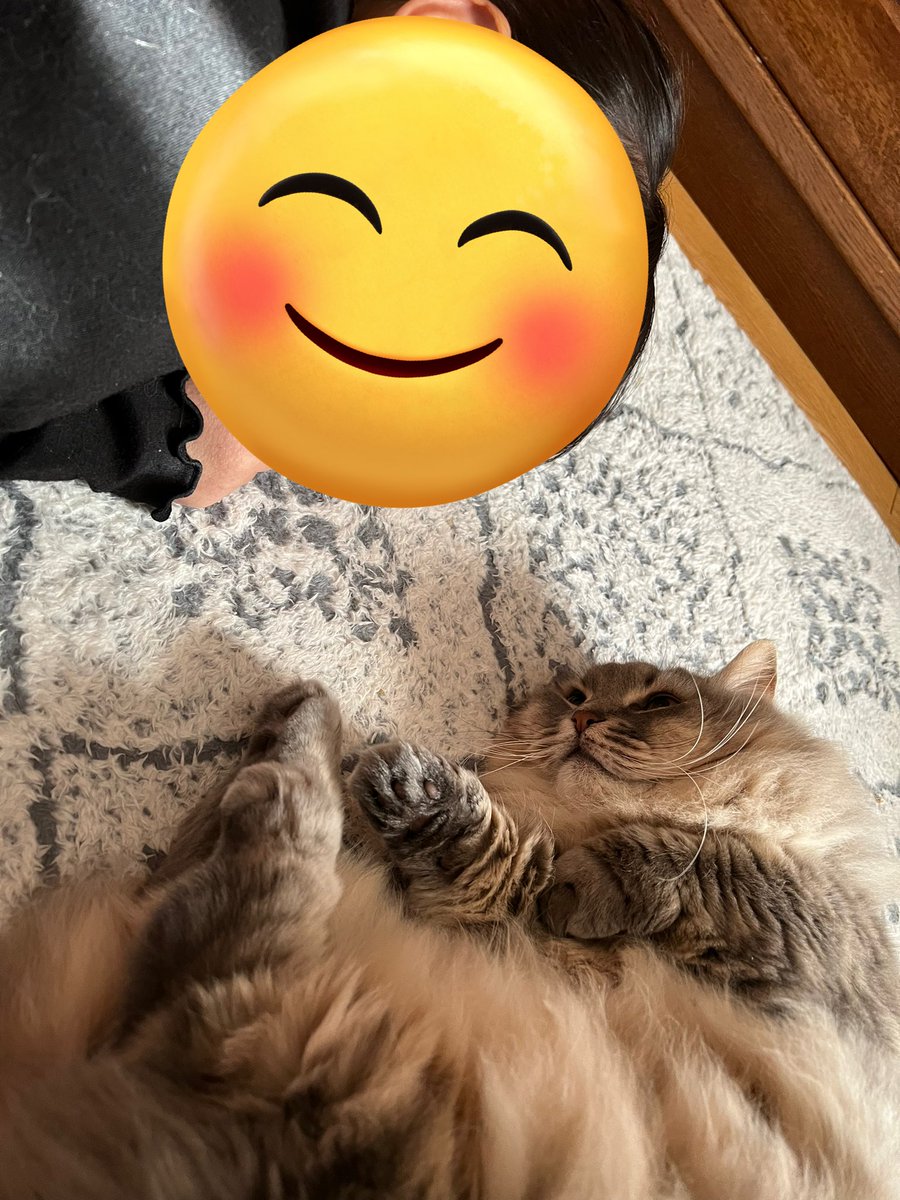 chubby1230's tweet photo. +ﾟ｡*- ̗̀ 𝙷𝙰𝙿𝙿𝚈 𝙱𝙸𝚁𝚃𝙷𝙳𝙰𝚈  ̖́-*｡ﾟ+ 

チャビー8歳になりました🥳✨
超マイペースで元気に過ごしてます🐾 https://t.co/2DVxW50PJ3