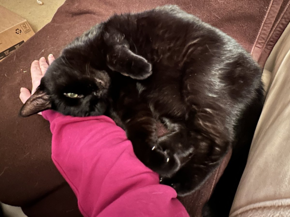 TheCatBabies's tweet photo. It’s been a whole week without our best girl. Just come back already. https://t.co/iaAkJptQpV
