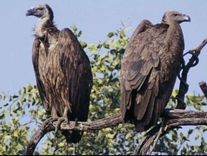 DeepakMishraRe1's tweet image. चमत्कार कहे या संयोग..??
अयोध्या पहुंचे जटायु राज के वंशज, जिले के मिल्कीपुर तहसील क्षेत्र अंतर्गत धरौली गांव पहुंचे विलुप्त प्रजाति के गिद्ध, ग्रामीणों में कौतूहल का बना विषय,लोग बोले- राम मंदिर प्राण प्रतिष्ठा से पहले प्रभु राम के भक्त पहुंचने लगे..!!
जय श्री राम 🙏🚩
@aajtak