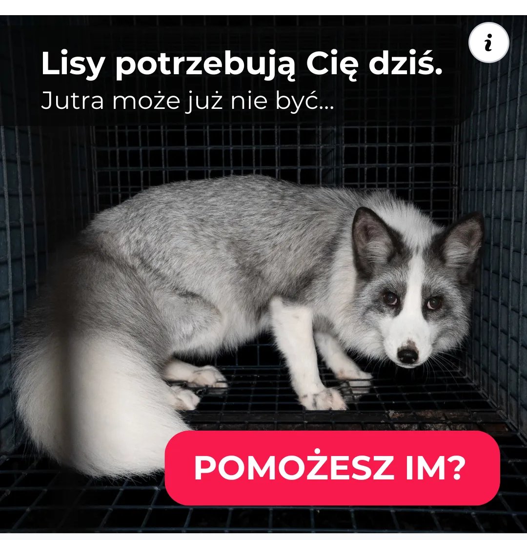 AnnPawelec's tweet photo. W grudniu zgasną tysiące lisich żyć. 💔😪
To skandal, że w Polsce to okrucieństwo hodowli zwierząt na futra nadal
jest legalne?!
Skończmy z tym! Teraz jest szansa wypowiedzieć się w imieniu zwierząt.
Zwierzęta nie mogą dłużej czekać, liczą na Twój głos w ich obronie! https://t.co/fB8bXawNEb