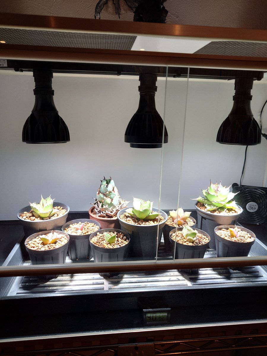 ずっと使用してなかった爬虫類ケージは植物用になりました🌱