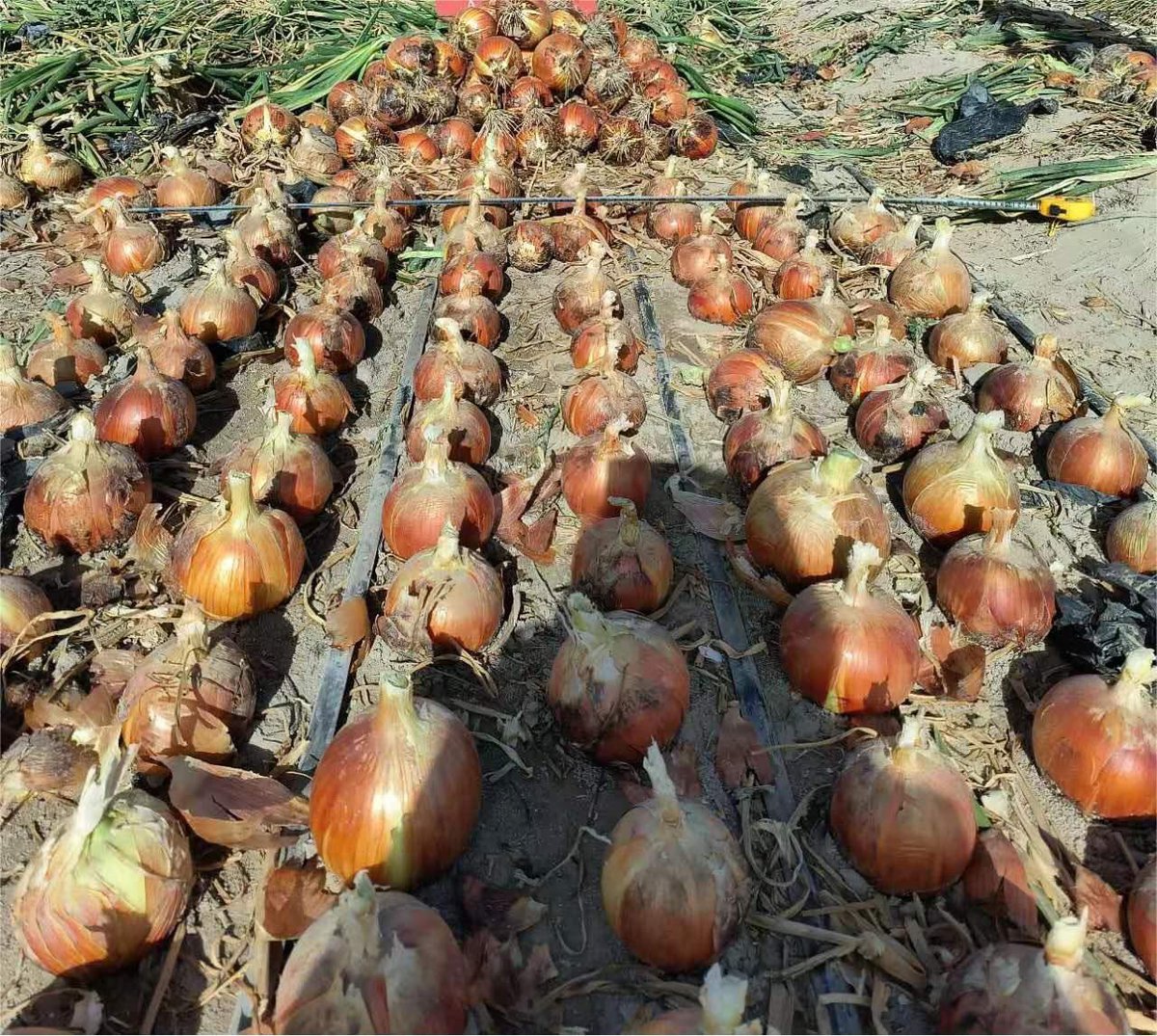 Fibonathicc's tweet photo. I got mine, as someone who loves Onions and eats onion like apples every day … i like to say

this is the way @onionweigher @onion_meme https://t.co/XeORuH0nMo