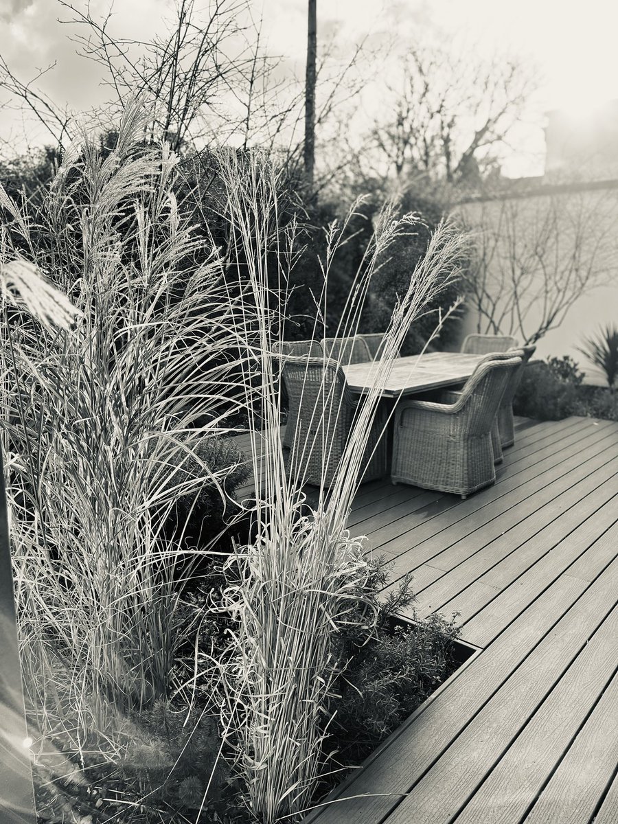 DamienKeane's tweet photo. For the wet, grey and cold morning that’s in it, here are a few winter shots of our gardens. Structural planting is the key during winter months.
#keanespaces #specimenplants #plantfeature #gardening #planting #dublin #wexford #gardendesigner #wintergarden #dublinireland https://t.co/4J1XwHAfH3