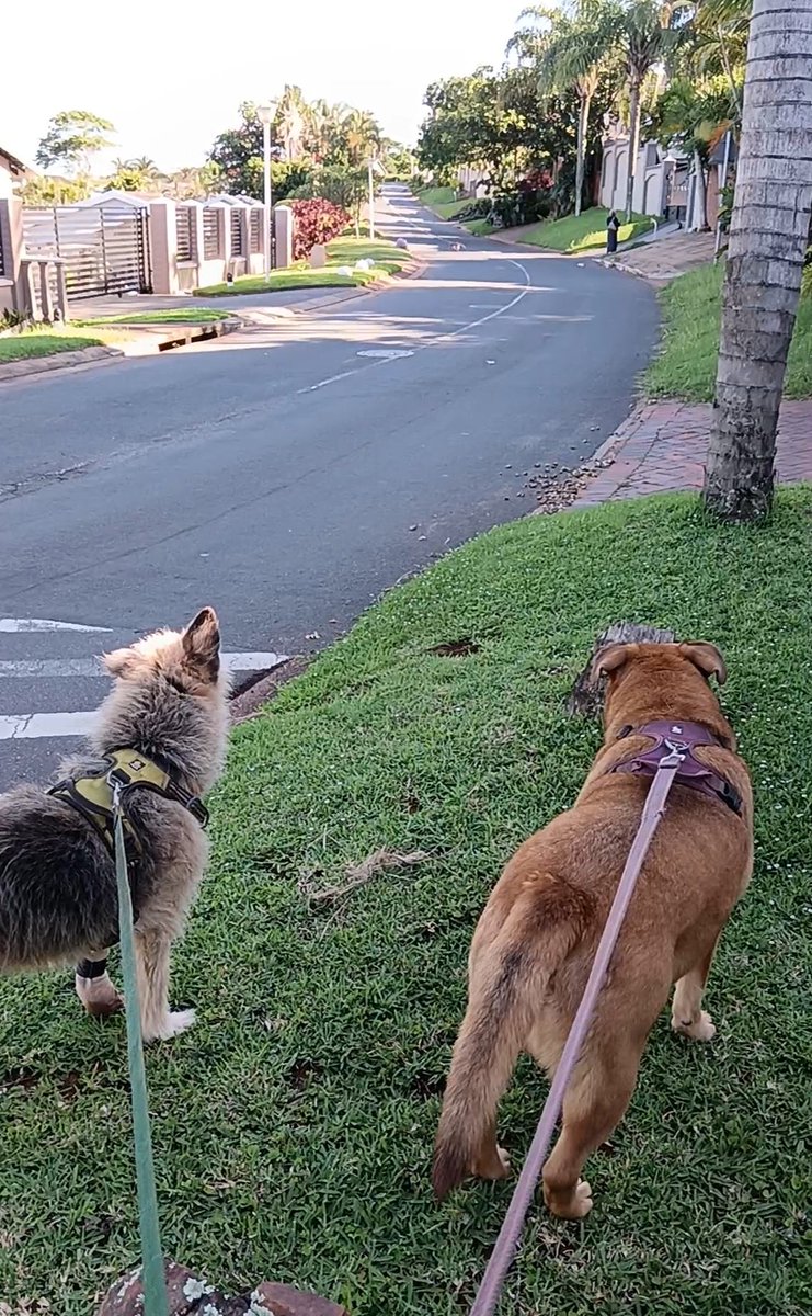 ladydebidebz1's tweet photo. #PawPatrol
#SlowBimble
#GottaLoveTheFurries https://t.co/2DF7HucpXE