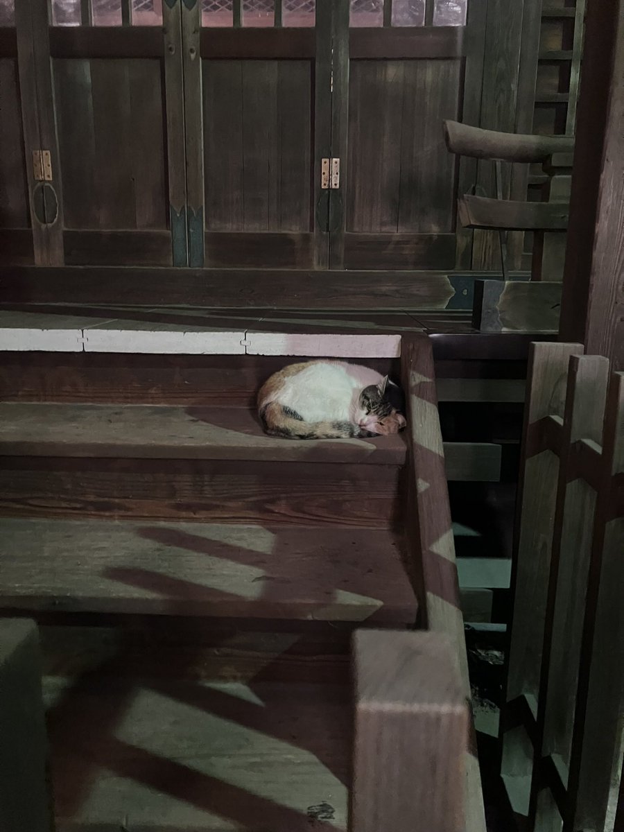 NokosuP's tweet photo. @ttt_zegu952 鳥居⛩️ではないですが神社にいたﾇｯｺをお納めください…🐱 https://t.co/qPUaeW0uCU