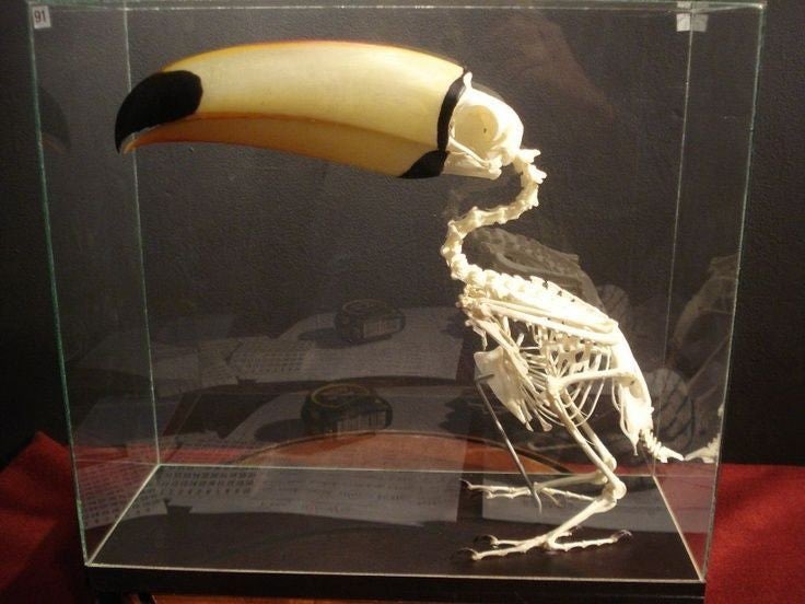 creepydotorg's tweet photo. Toucan skeleton https://t.co/vHBxu7yFoW