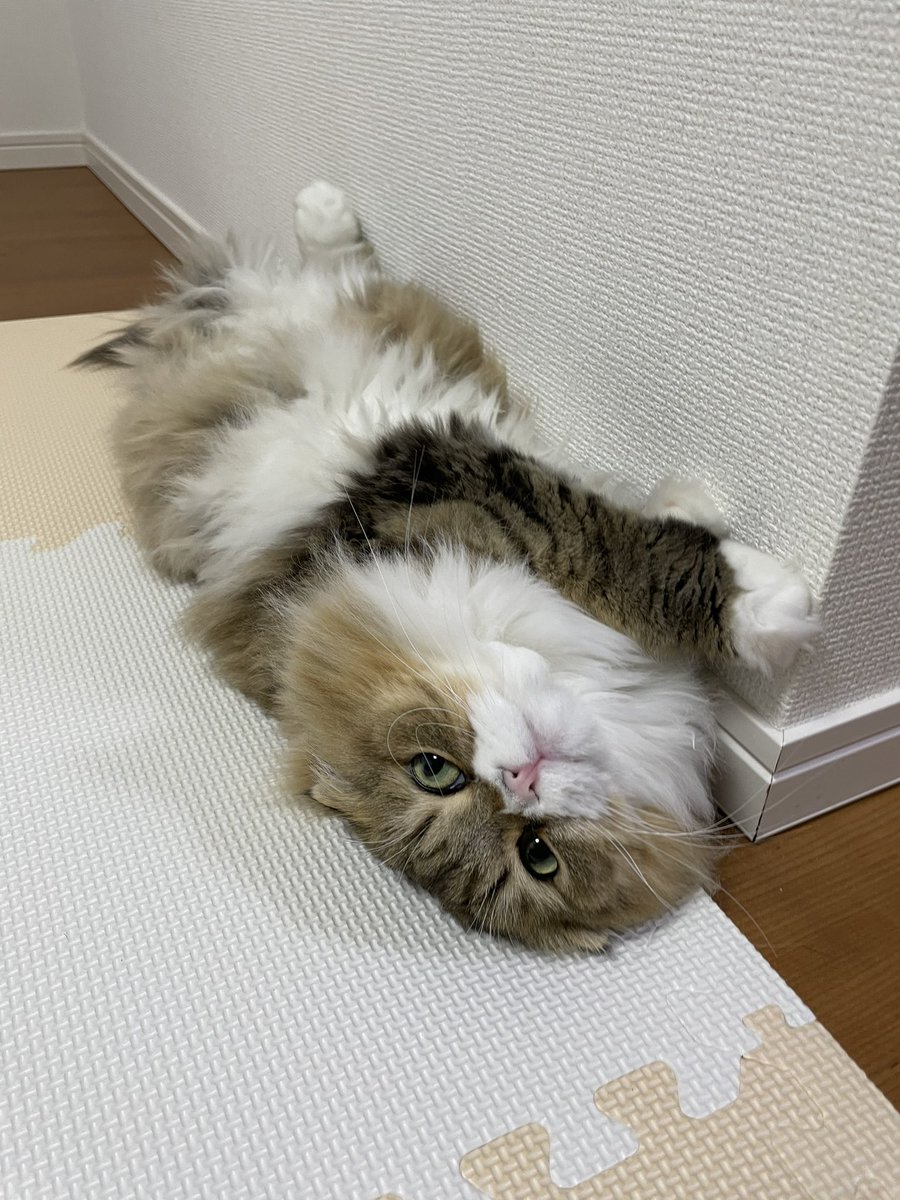 koko_chan_0417's tweet photo. くつろいでるね～😁

#猫好き #猫好きさんと繋がりたい #ねこのいる暮らし #猫 #ねこ部 #かわいい #癒し #動物 #CatsOfTwitter #cat #catlover #animal https://t.co/c8Gnn1LqVw