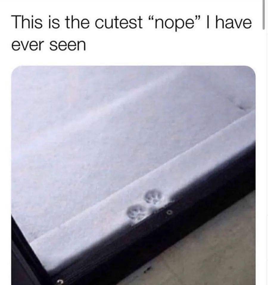 Posts Of Cats (@postsofcats) on Twitter photo 