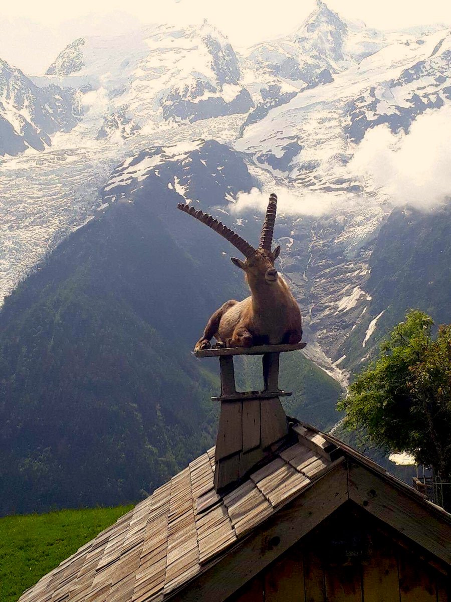 Alpine ibex taking a chimney-top break in the French Alps, 2019 - by Sandro Lovari, Italian