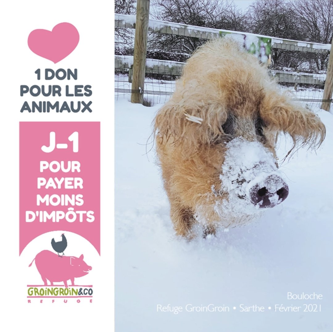 Refuge GroinGroin&Co 🐷 tweet media