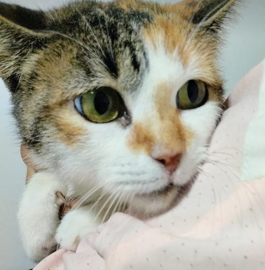 Soy Misty 
Mil colores tiene la esperanza ,
maulla con añoranza ,
Un hogar replica como una alabanza,
Sus ojos miran con pena ,
El abandono es su condena ,
Su dolor la envenena ,
Amarga desilusión ,
Al no tener adopción,
Se rompe su corazón,
Info 
Silvia 635 12 78 55