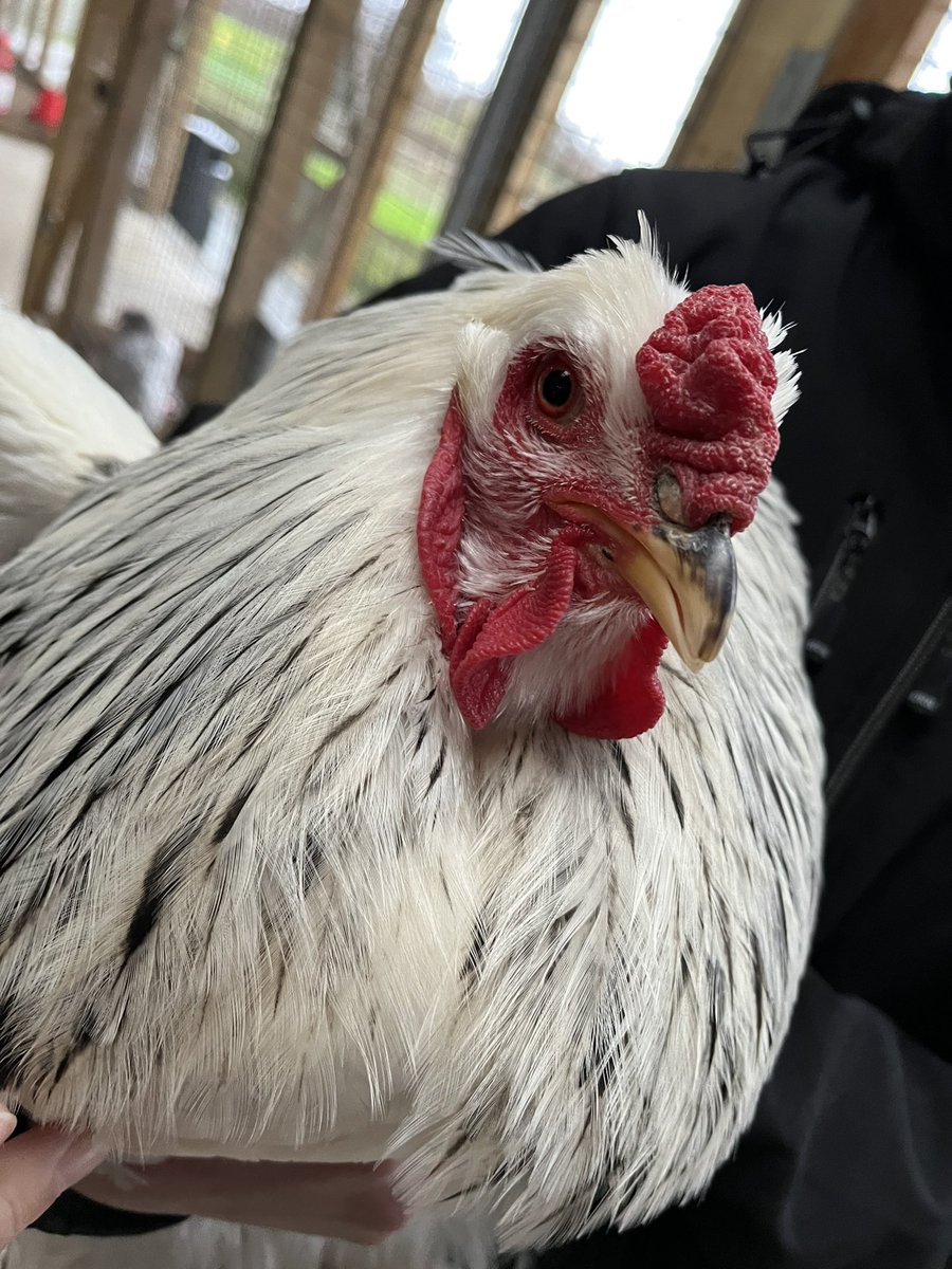 OliviabanksOT's tweet photo. Fantastic day visiting a farm developing community living skills. Achieving short term goals ✅ Developing long term goals 🌟 #HolisticHealth #occupationalidentity  @WeareGuildLodge @adelleXpin  @AhpsGuild https://t.co/if4inZTJPr