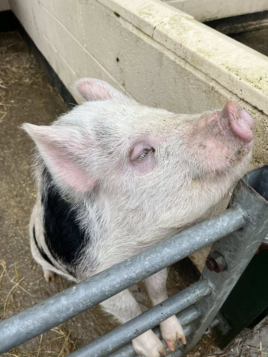 OliviabanksOT's tweet photo. Fantastic day visiting a farm developing community living skills. Achieving short term goals ✅ Developing long term goals 🌟 #HolisticHealth #occupationalidentity  @WeareGuildLodge @adelleXpin  @AhpsGuild https://t.co/if4inZTJPr