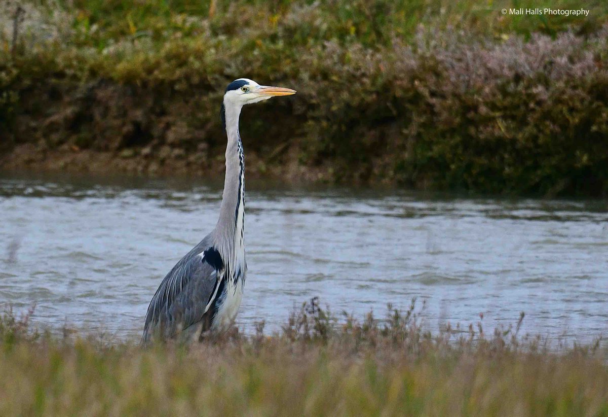 MaliHalls's tweet image. #Heron.

#Morning #Tweeps, I hope your #day is #good...Its #grey here.

#BirdTwitter #Nature #Photography #wildlife #birds #TwitterNatureCommunity #birding #NaturePhotography #birdphotography #WildlifePhotography #Nikon