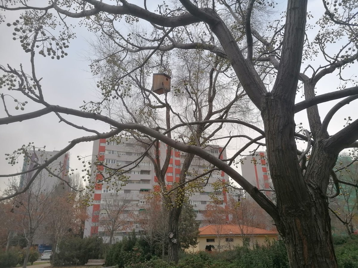 🌿✨ ¡Buenas noticias! Este año hemos logrado un éxito total en nuestras cajas nido: ¡100% de ocupación y nidada! 🐦 6 hogares de gorriones, 1 de carbonero y 1 de herrerillo. ¡Un pequeño paso para la naturaleza, un gran logro para nuestro proyecto! 🍃💚  #NaturalezaEnAcción