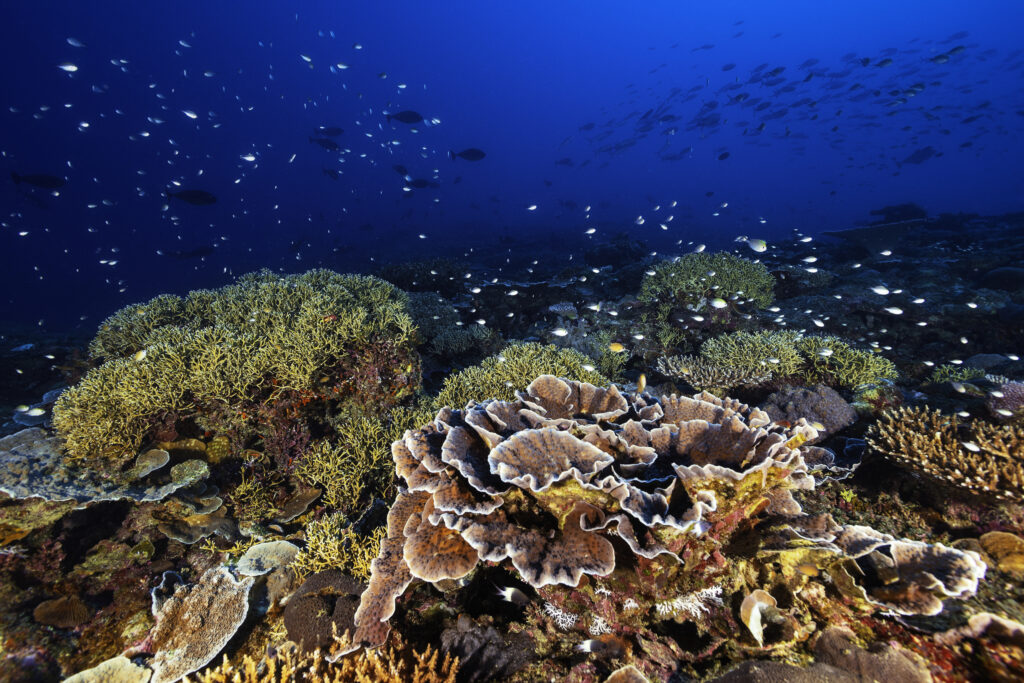 🎄We're looking back at our most popular blogs of 2023❄️ Cefas Scientist Elena Couce, highlights the importance for policymakers in meeting the Paris Agreement which aims to limit global warming to 1.5C to protect coral reef ecosystems.🌡 ☀ Read more: marinescience.blog.gov.uk/2023/05/09/qa-…