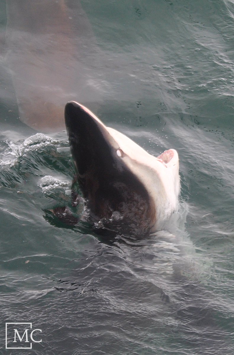 White Shark Projects tweet media