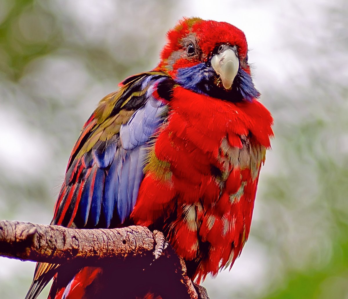 Все таки у меня получилось! Получилось найти и нафотать этих попугаев, пока он ошеломленно на меня смотрел, я его фотала изо всех сил..))) Портрет по-моему удачный... эксклюзив почти,.))