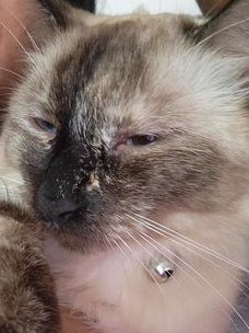 michael "silly sausage" soup (valen) tweet media