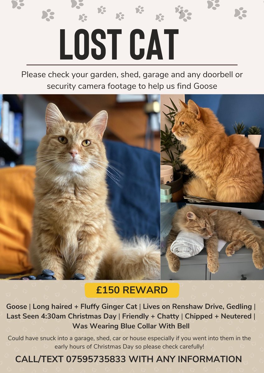 Goose has been missing since Christmas Day in Gedling, Nottingham. Please help spread the word if you know anyone in the area to help get him home