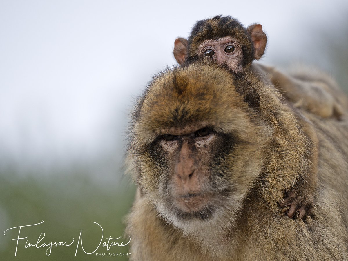 Clinging on to safety. Barbary Macaques (Macaca sylvanus) @FinlaysonGib @GibGerry @GibReserve @gonhsgib @InfoGibraltar @Qafzeh