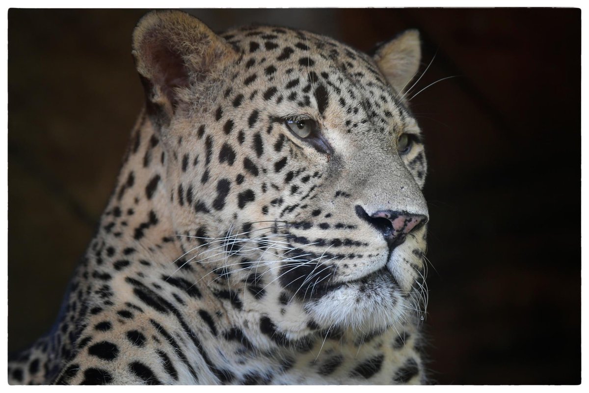 AuboisVeronique's tweet photo. Happy #Caturday !
#PersianLeopard @zoobeauval @NikonFR
Generally, Persian #Leopards prefer to spend most of their time alone. They have their territory and warn other Leopards to stay away by leaving scratches on trees, urinating, and pooping. #BigCat #Nikon
©Véronique AUBOIS - https://t.co/3dEEbwu9wE