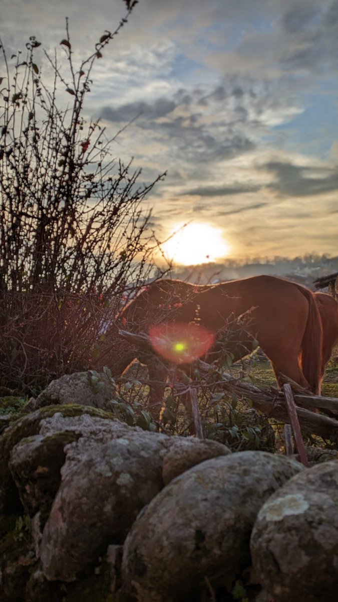 Y después de 4 días de niebla salió el sol.
Lo mejor del invierno es que te enseña a valorar los contrastes.