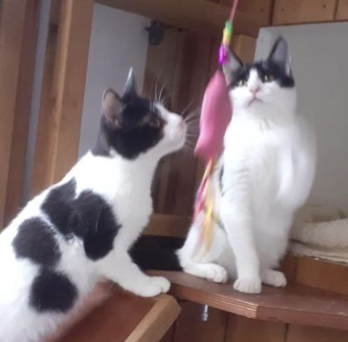Ivy &amp; Willow are sisters. Approx 5 months old. Neutered, vaccinated, chipped and up to date with flea treatment. They are ready to go to their forever homes. Can you find 2 spaces in you our home and heart?… find out more here…… ❤️

cats.org.uk/halifax/adopt-…