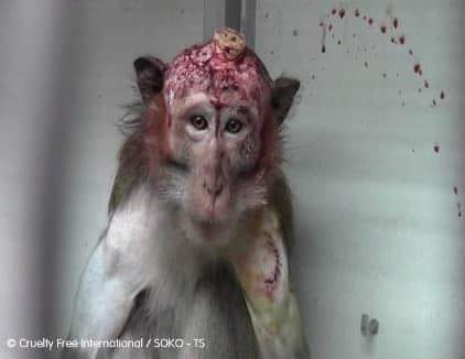 Les singes dans les laboratoires souffrent de pratiques diaboliques, de mutilations, de brûlures de peau, de maladies infectées, de trous dans leur crâne...(chiens, chats, souris, cochons etc...sont aussi torturés dans les laboratoires) Optez pour des produits sans cruauté .