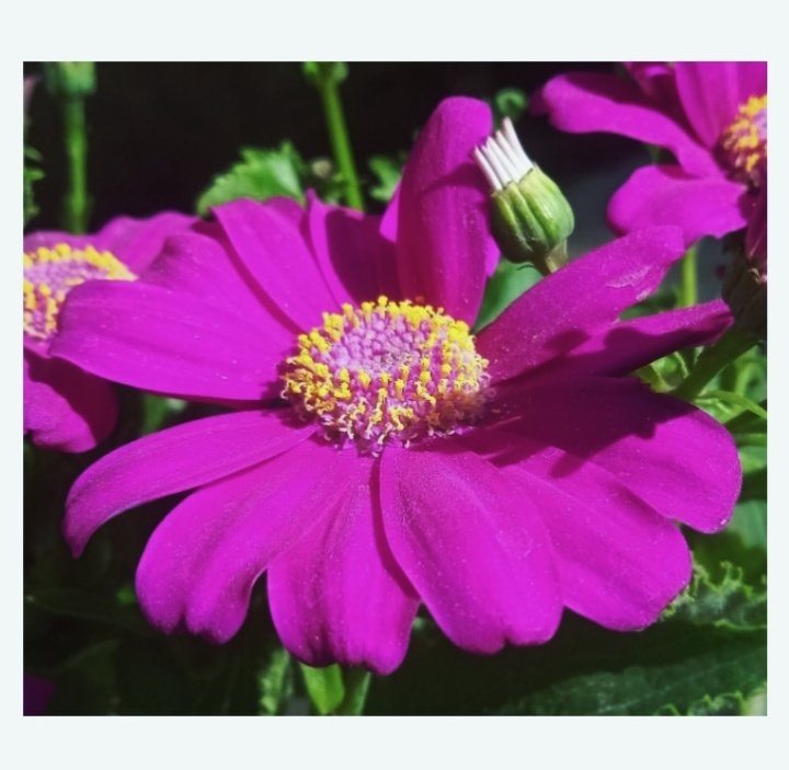 Wo to khushboo hai hawaon mein bikhar jayega
Masla phool ka hai phool kidhar jayega.🌸

– Parveen Shakir