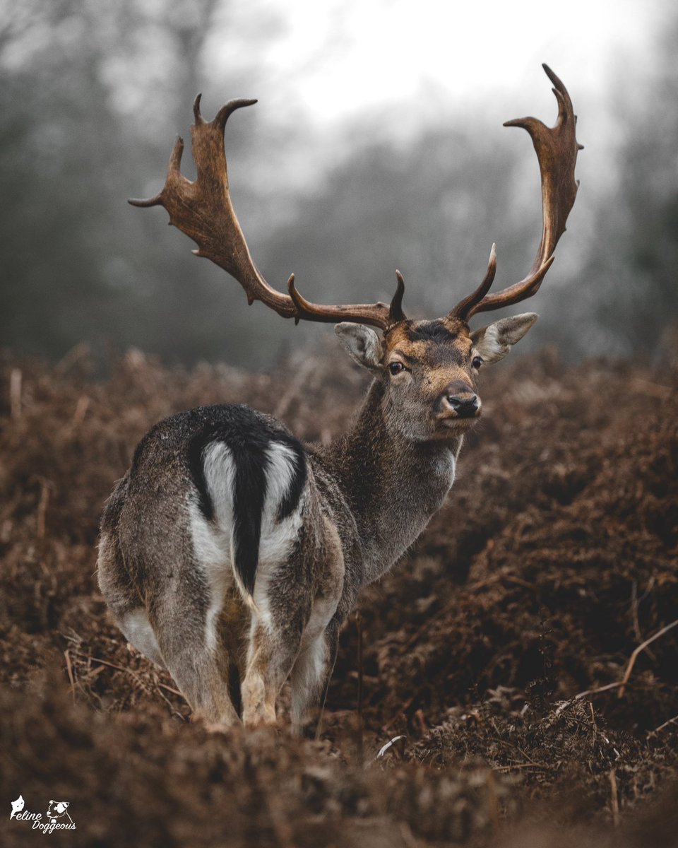 Jen 🐾 Animal Photographer tweet media