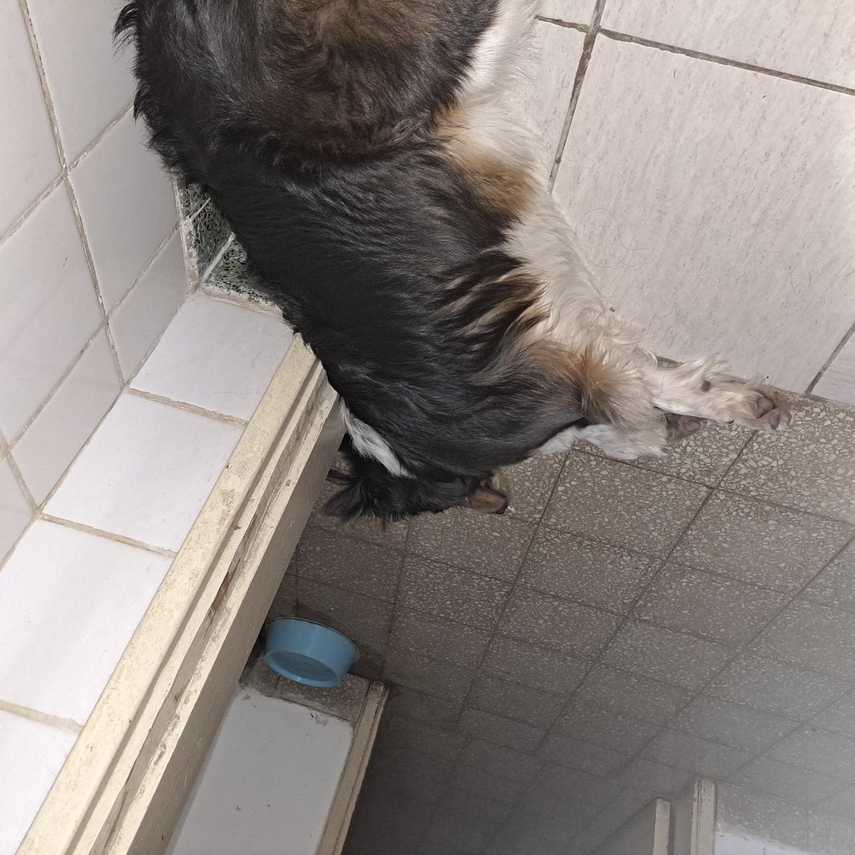 YazzJaime's tweet photo. Alguien tiene extrañitis / apego emocional y no me deja hacer del baño tranquila. https://t.co/5w6VvGVzNV