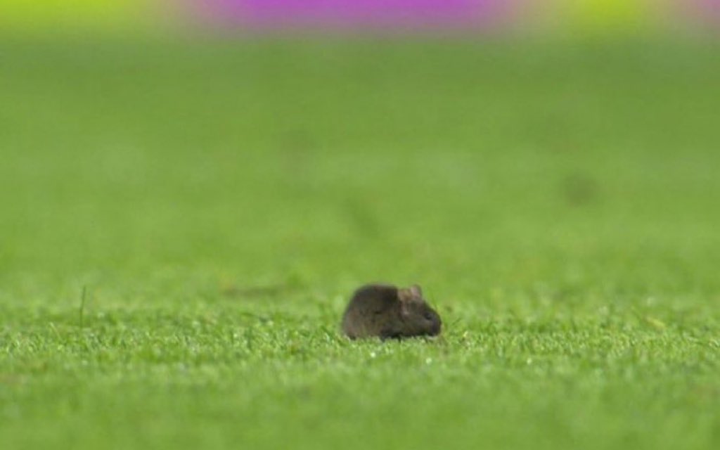nocontextfm1's tweet image. 🚨 THERE IS A RAT ON THE PITCH AT THE ETIHAD 🚨