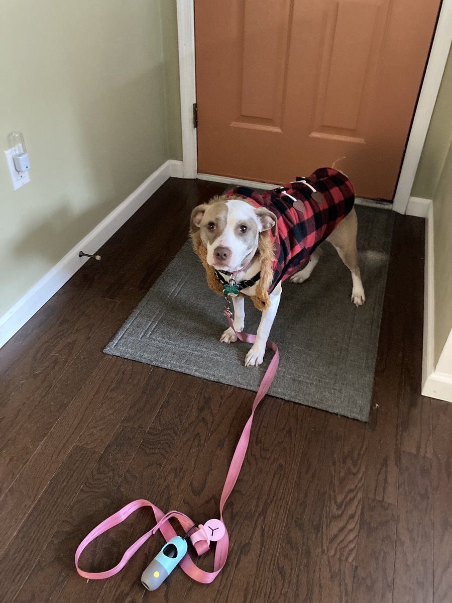 WheelAM6's tweet image. Ready for her walk.