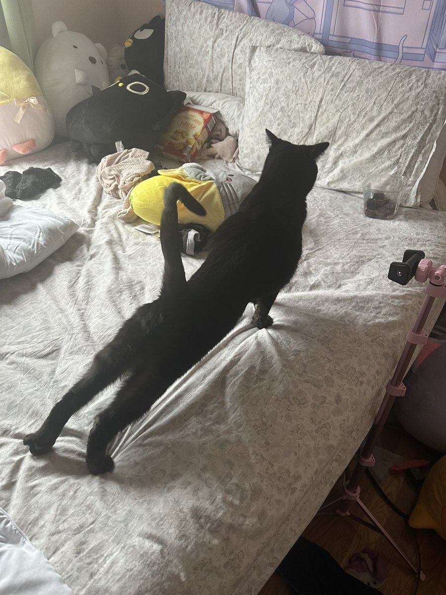 spicykitty_'s tweet photo. me when people accuse me of being short: https://t.co/pTFHIIRzN2