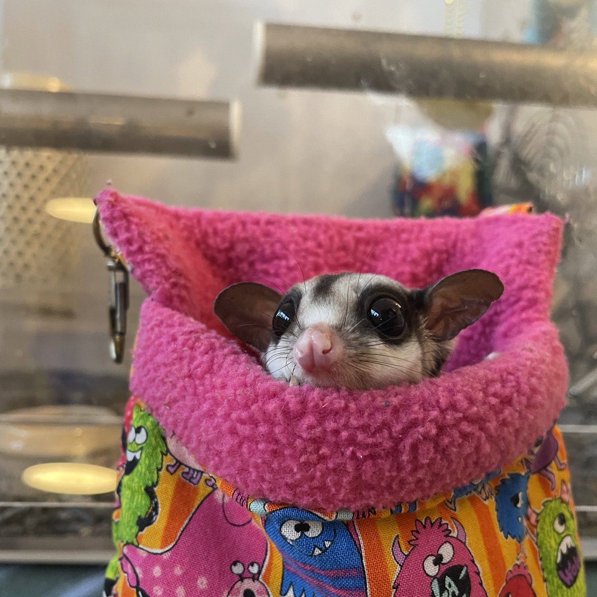 HamstarMelon's tweet image. 掃除終わるの待ってるペグちゃん
#ペグちゃん
#フクロモモンガ