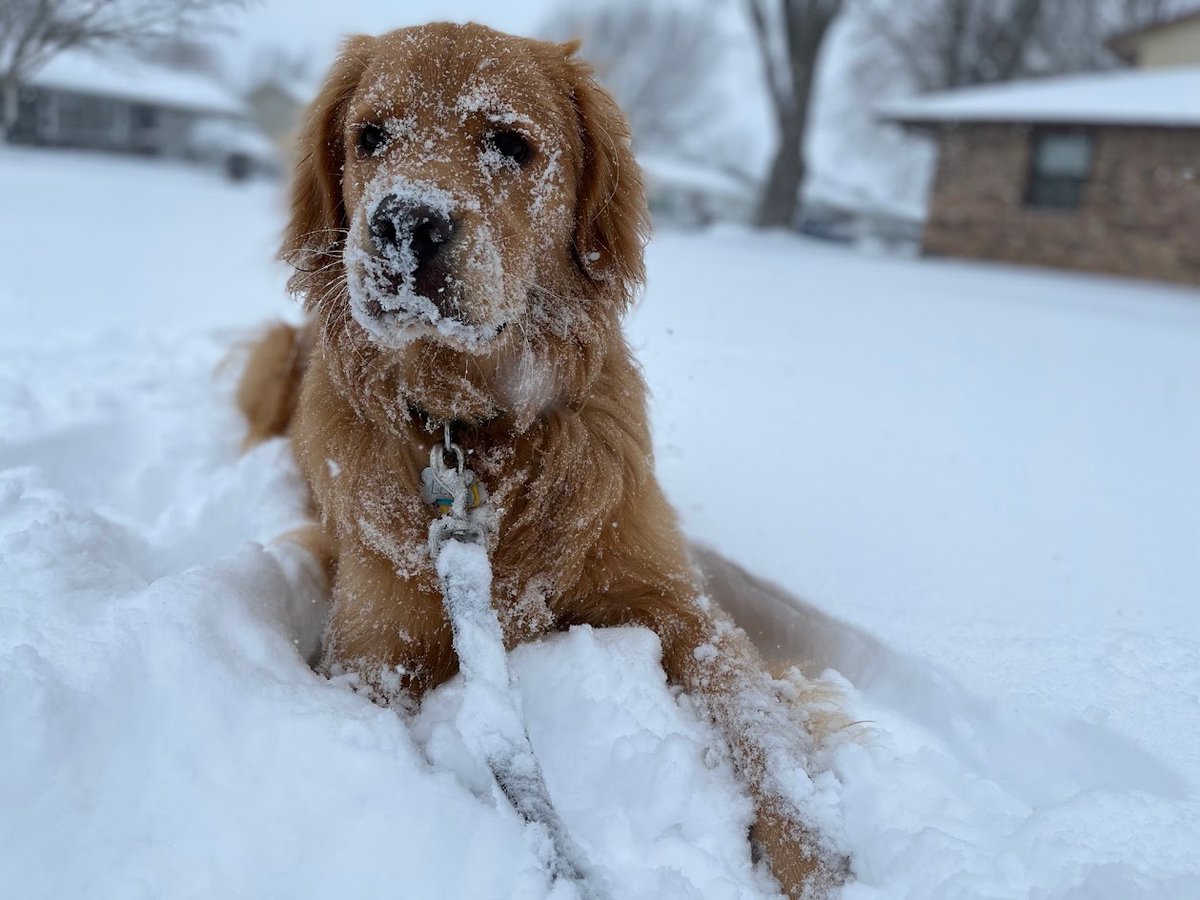 NWSLincolnIL's tweet photo. #WinterReady tip: Wipe dog’s paws after each trip outside. Ice-melting chemicals or rock salt can cause irritation, sickness or be fatal https://t.co/IJvMUstZhs
