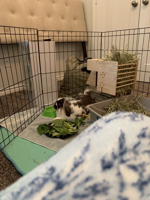 Everyone meet cookie!! https://t.co/zVOViEly0s<a href="/tag/pee"class="tags"><span>#pee</span></a><a href="/tag/diaper"class="tags"><span>#diaper</span></a><a href="/tag/diapergirl"class="tags"><span>#diapergirl</span></a><a href="/tag/nsfwtwt"class="tags"><span>#nsfwtwt</span></a>