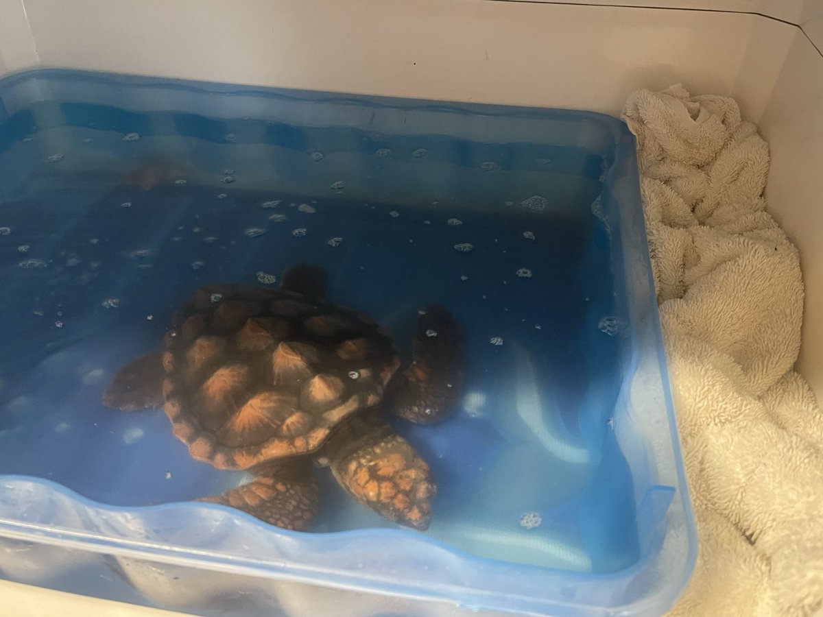 SteveJByrne's tweet photo. Still waiting for the final bit of paperwork for #BarnacleBill the #loggerhead #turtle at the @GSPCA 🐢 #loggerheadturtle #GSPCA #GuernseySPCA #Guernsey #loveGuernsey #Guernseylife https://t.co/81dGSIoXqS