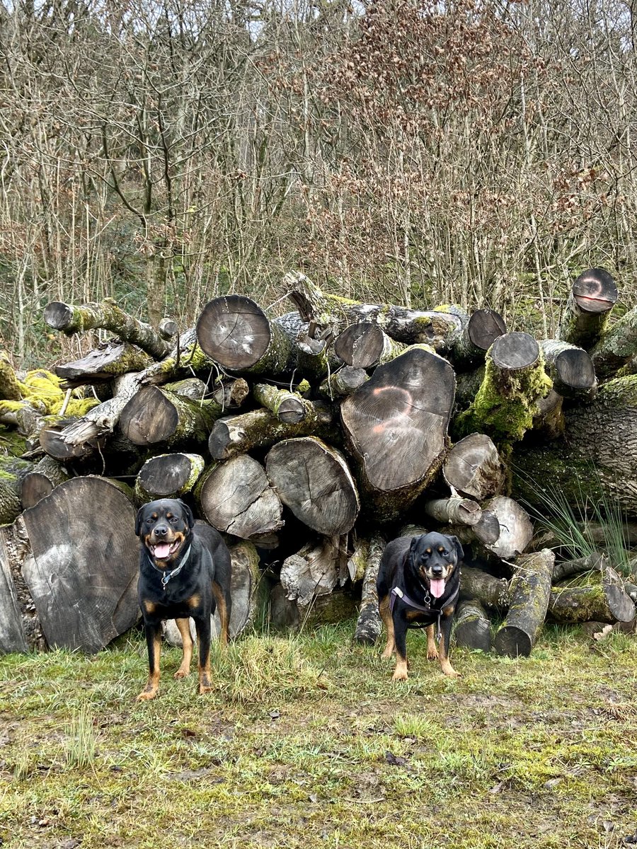 Rottie smiles from us to you !
                 💝 ❤️💕
#rottie #rottweiler