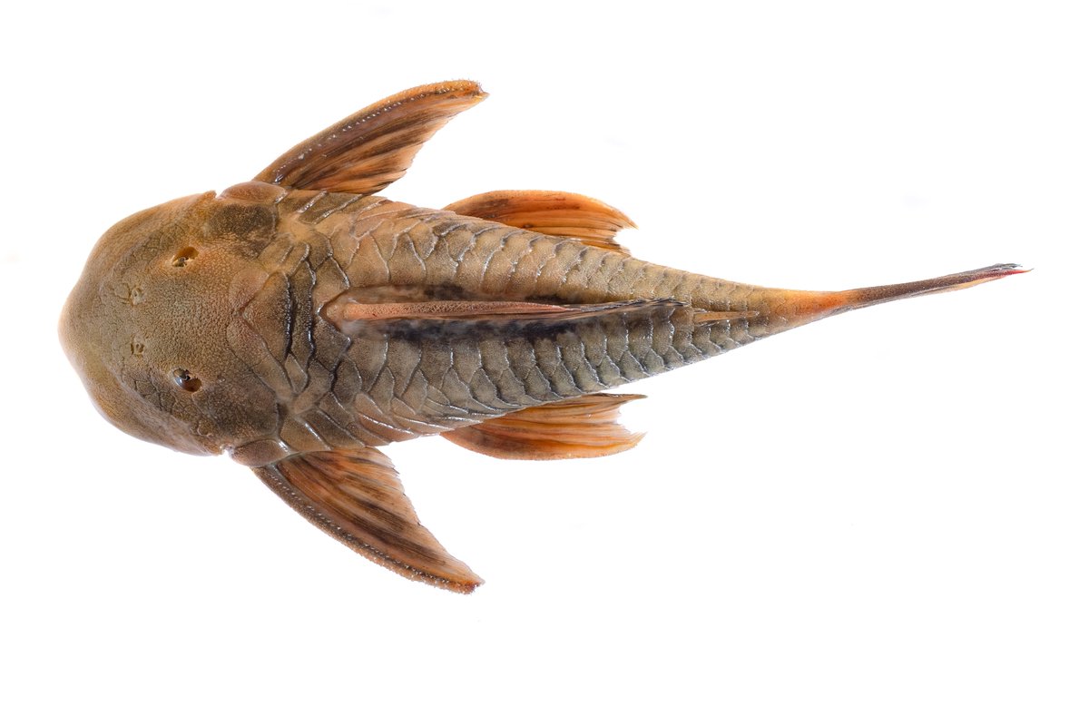 Instituto Humboldt tweet media